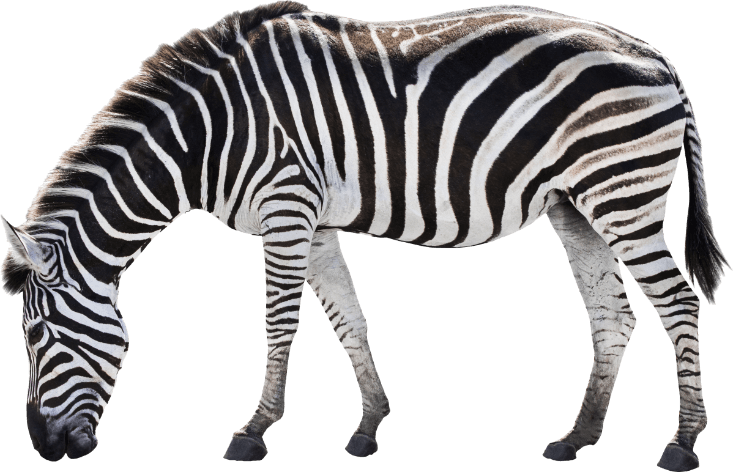 Grazing zebra with distinctive black and white stripes on a transparent background